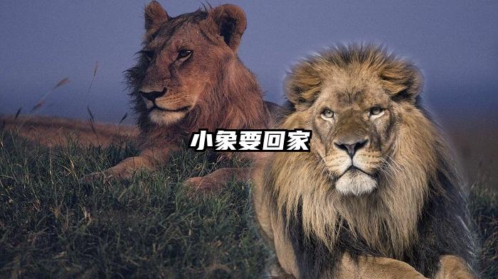 小象要回家