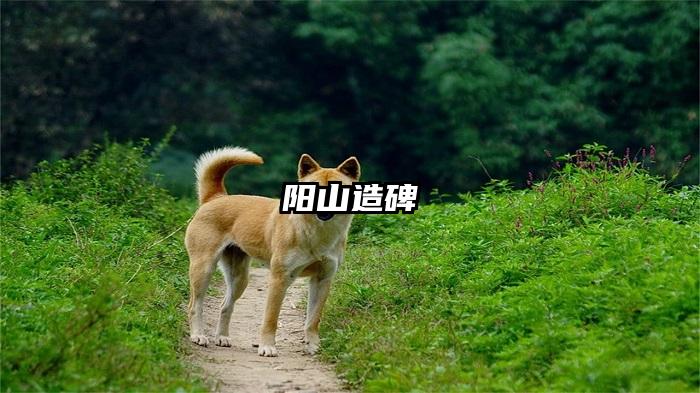 阳山造碑