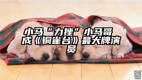 小马“力挫”小马哥 成《铜雀台》最大牌演员