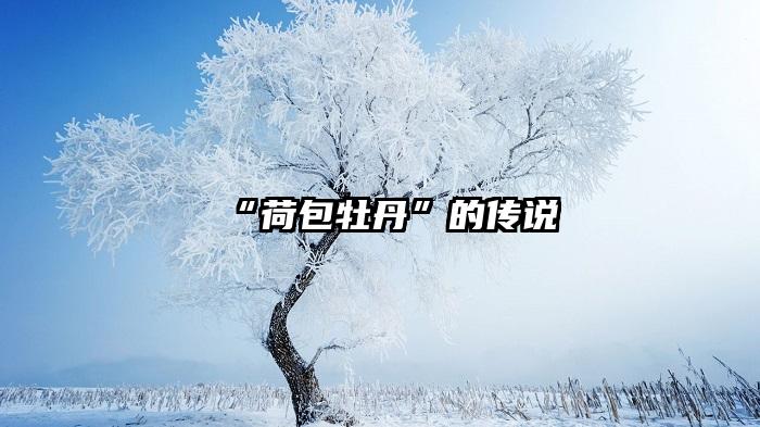 “荷包牡丹”的传说