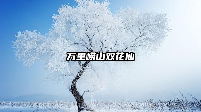 万里崂山双花仙