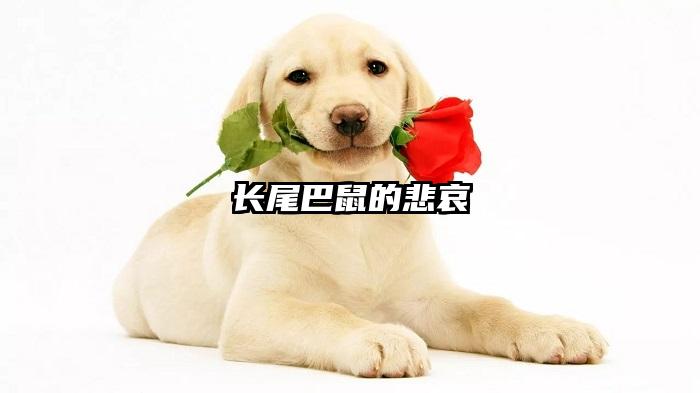 长尾巴鼠的悲哀