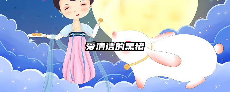 爱清洁的黑猪