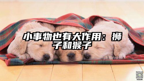 小事物也有大作用：狮子和猴子