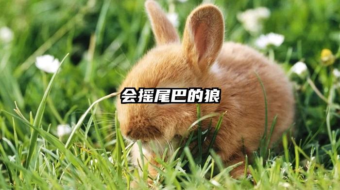 会摇尾巴的狼