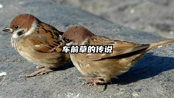 车前草的传说