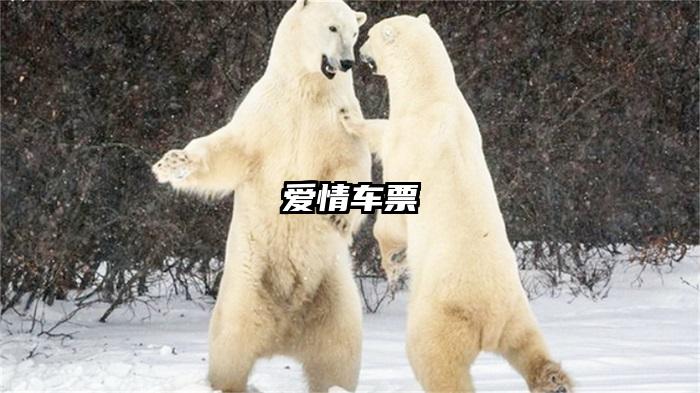 爱情车票