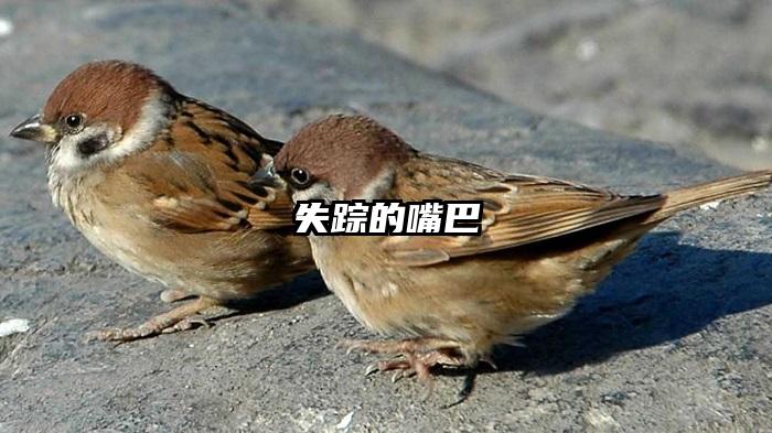 失踪的嘴巴