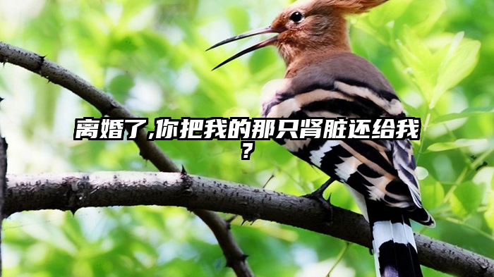 离婚了,你把我的那只肾脏还给我?