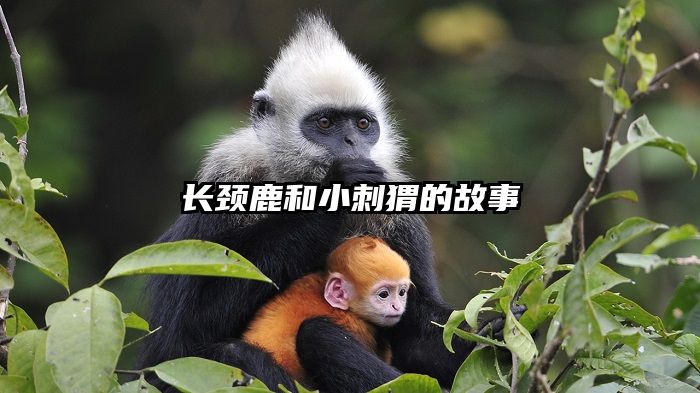 长颈鹿和小刺猬的故事