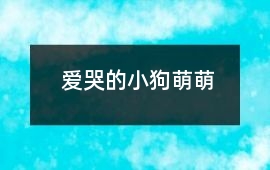 爱哭的小狗萌萌