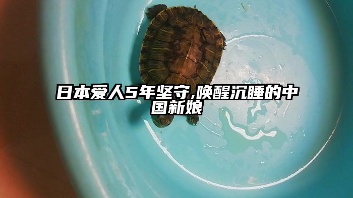 日本爱人5年坚守,唤醒沉睡的中国新娘