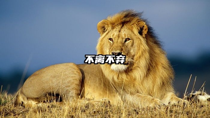 不离不弃