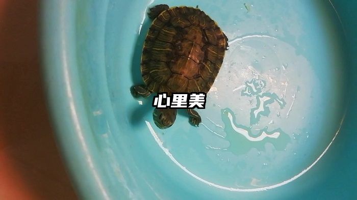 心里美