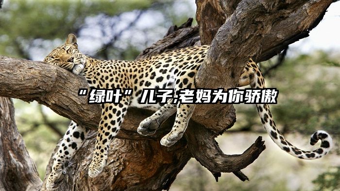 “绿叶”儿子,老妈为你骄傲
