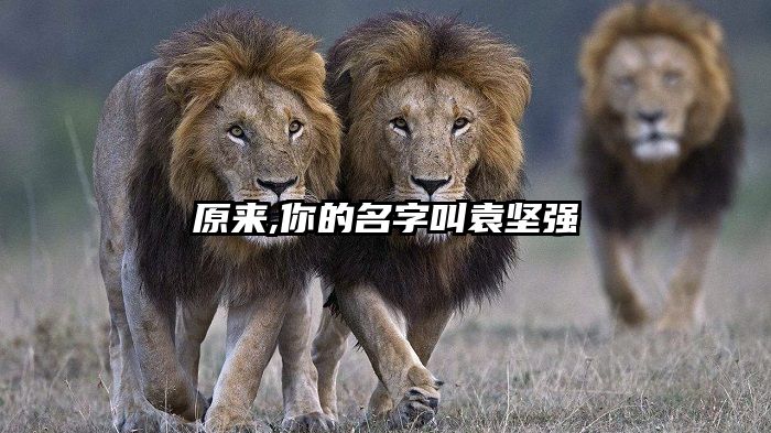 原来,你的名字叫袁坚强