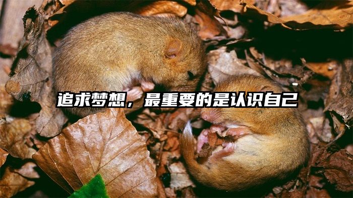 追求梦想，最重要的是认识自己