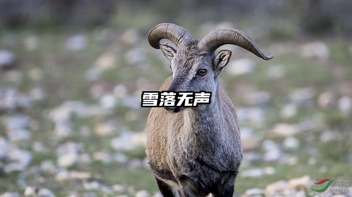雪落无声