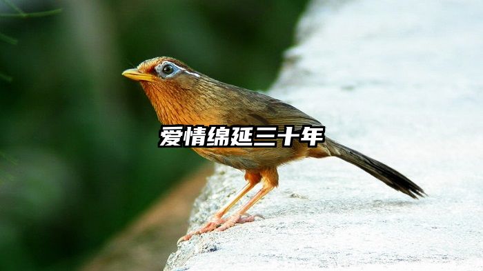 爱情绵延三十年