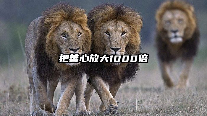 把善心放大1000倍