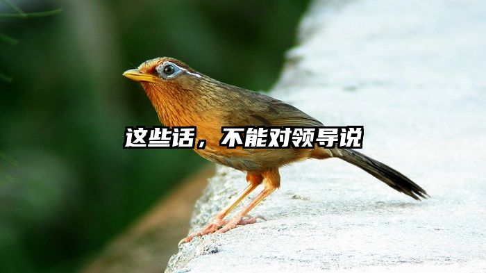 这些话，不能对领导说