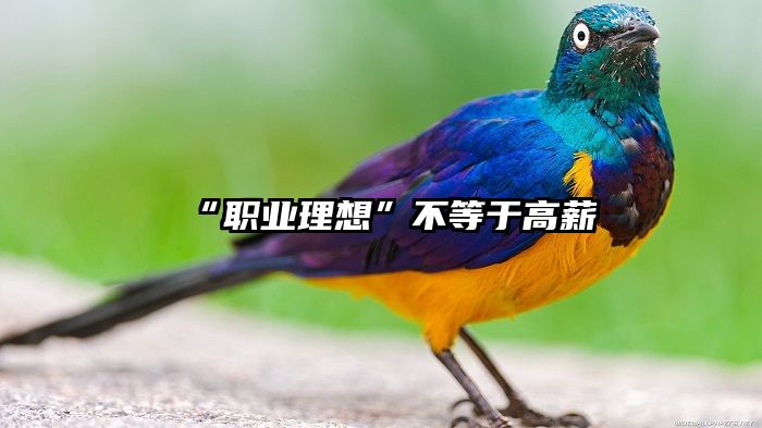 “职业理想”不等于高薪
