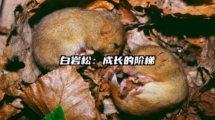 白岩松：成长的阶梯