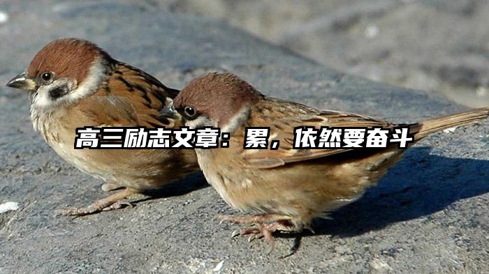 高三励志文章:累,依然要奋斗