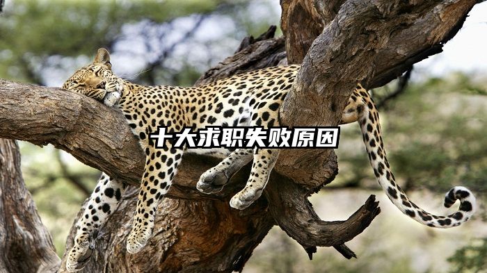 十大求职失败原因