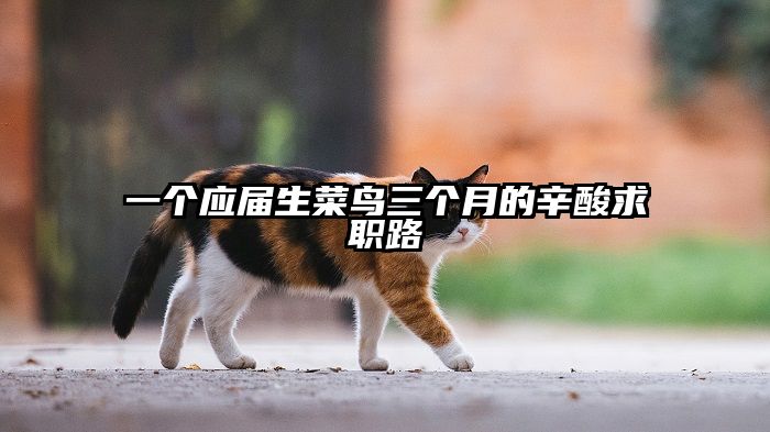 一个应届生菜鸟三个月的辛酸求职路