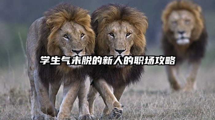学生气未脱的新人的职场攻略
