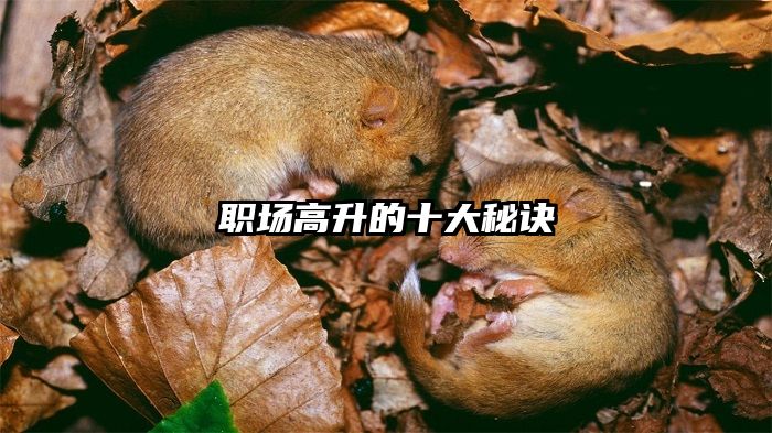 职场高升的十大秘诀