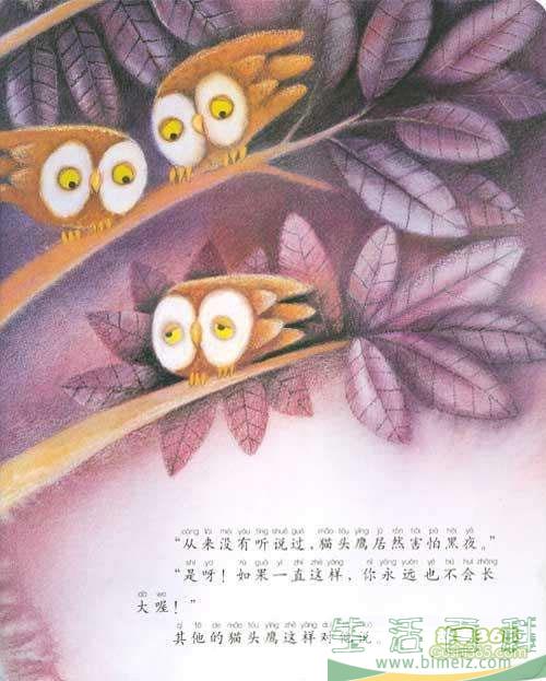 胆小的猫头鹰
